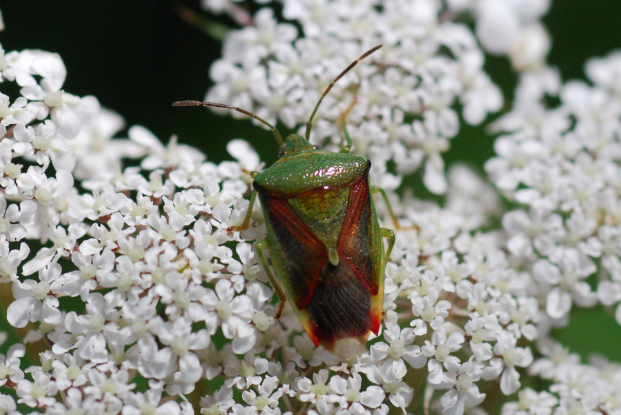 Elasmostethus interstinctus delll''appennino reggiano